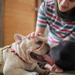 Pet lover, an Asian casual woman sits comfortably on the house floor, stroking the head of a young french bulldog by hand. This cute tame dog had a happy relationship with her friend and family.